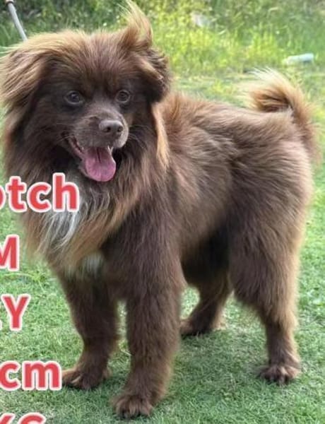 Scotch unser schokofarbener Schatz