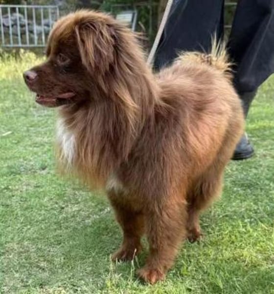 Scotch unser schokofarbener Schatz