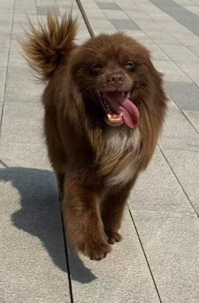 Scotch unser schokofarbener Schatz