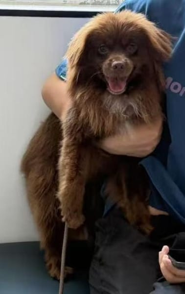 Scotch unser schokofarbener Schatz