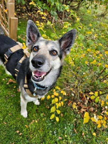 Unkomplizierte Mila sucht ihr Zuhause