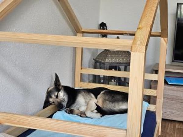 Unkomplizierte Mila sucht ihr Zuhause