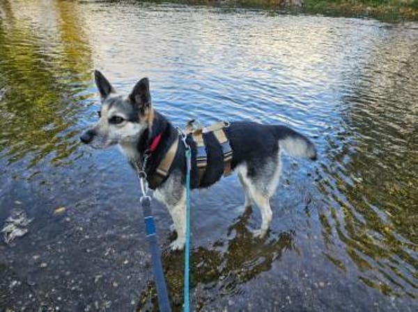 Unkomplizierte Mila sucht ihr Zuhause