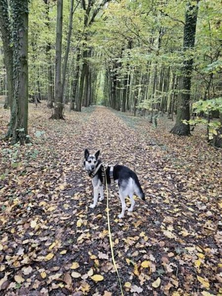 Unkomplizierte Mila sucht ihr Zuhause