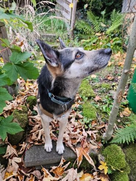 Unkomplizierte Mila sucht ihr Zuhause