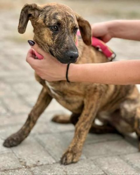 Tigra sucht ihr Für-Immer-Zuhause