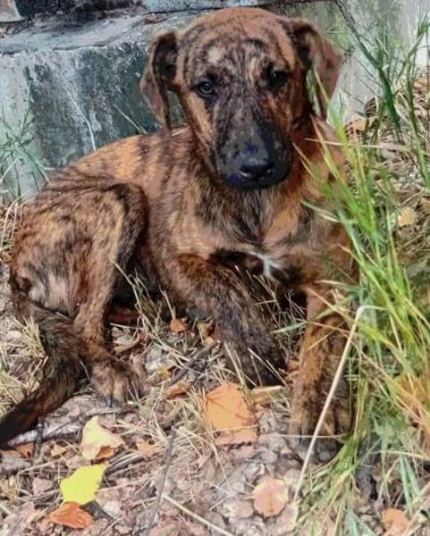 Tigra sucht ihr Für-Immer-Zuhause