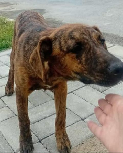 Tigra sucht ihr Für-Immer-Zuhause
