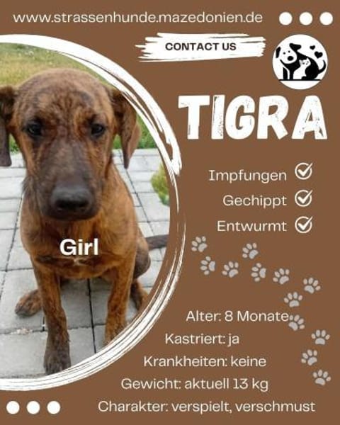 Tigra sucht ihr Für-Immer-Zuhause