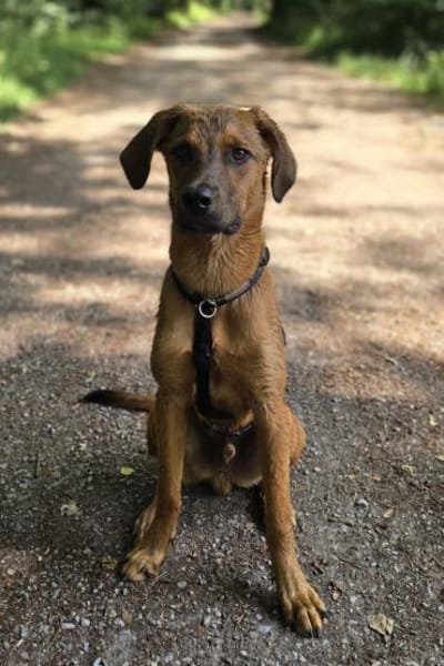 LASKOwartet in 25474 Bönningstedt!