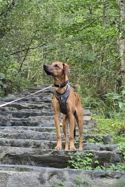 LASKOwartet in 25474 Bönningstedt!