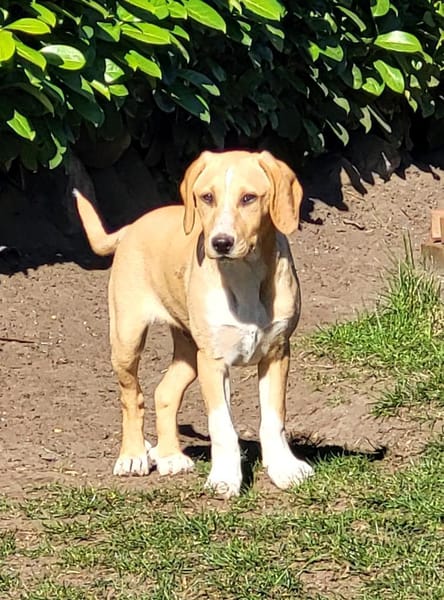 Quierlig, aktiv & liebevoll: Rocky eben