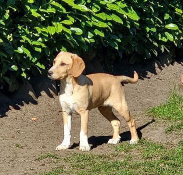 Quierlig, aktiv & liebevoll: Rocky eben