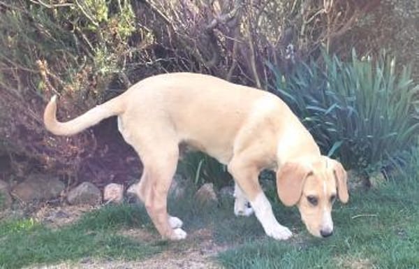 Quierlig, aktiv & liebevoll: Rocky eben