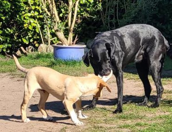 Quierlig, aktiv & liebevoll: Rocky eben