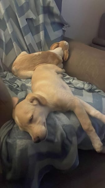 Kleiner Yaro🌺sucht liebevolles Zuhause