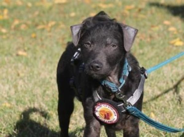 Paco sucht seine Familie