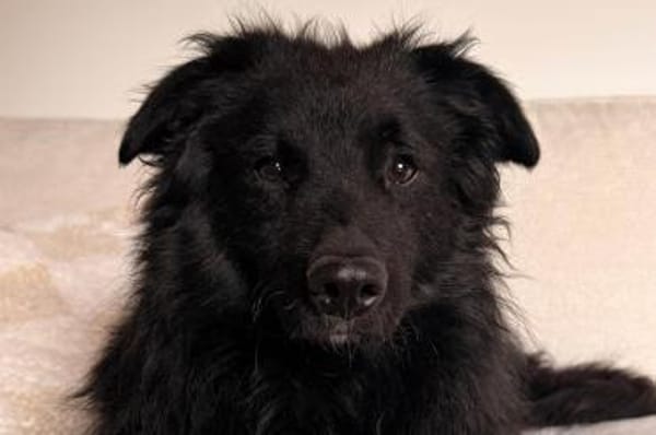 LENZIwartet schon in 22559 Hamburg!