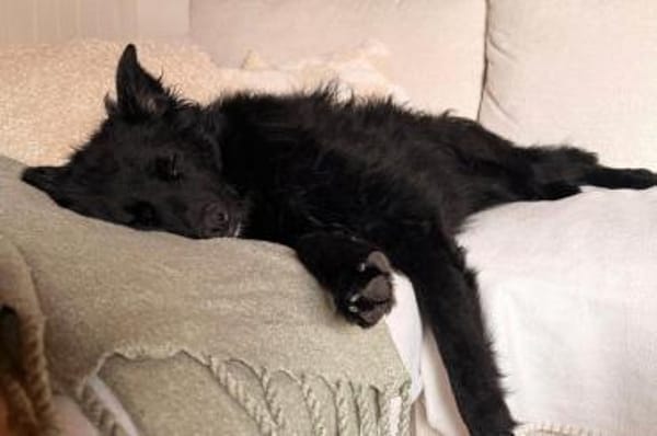 LENZIwartet schon in 22559 Hamburg!