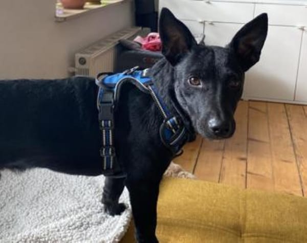 Lausbub THEOwartet in 18249 Bernitt