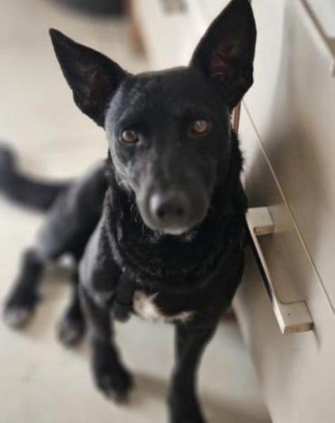 Lausbub THEOwartet in 18249 Bernitt