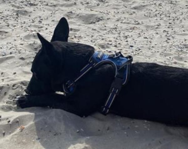 Lausbub THEOwartet in 18249 Bernitt