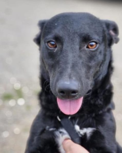 Lausbub THEOwartet in 18249 Bernitt