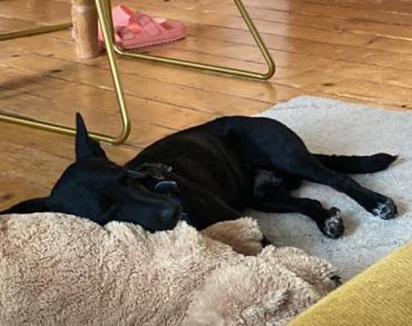 Lausbub THEOwartet in 18249 Bernitt