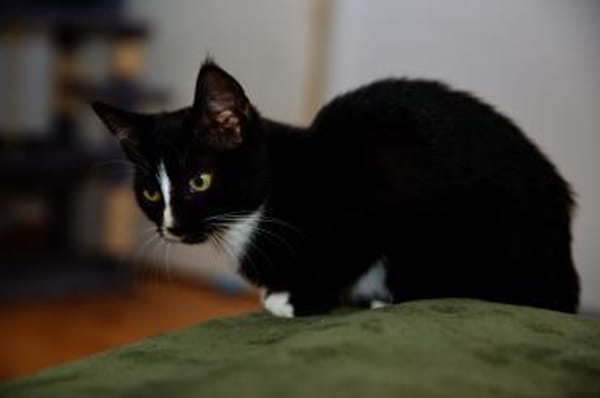 Katzenkind MOMO sucht Zuhause!