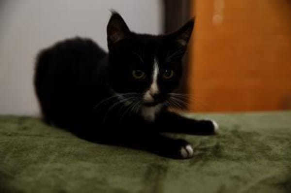 Katzenkind MOMO sucht Zuhause!