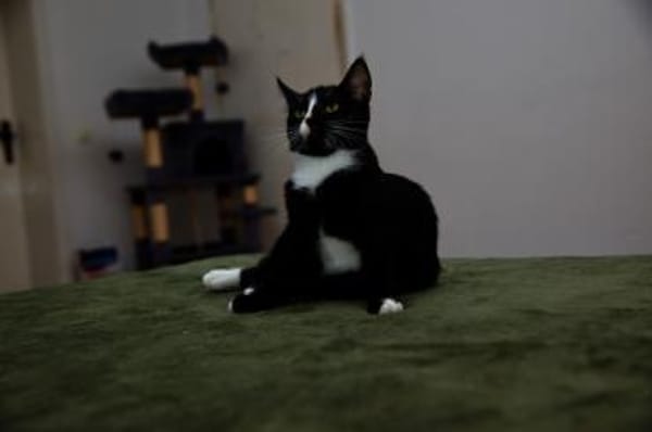 Katzenkind MOMO sucht Zuhause!