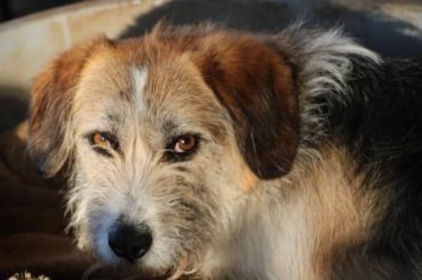 Tusko - zutraulich u. sehr lieb