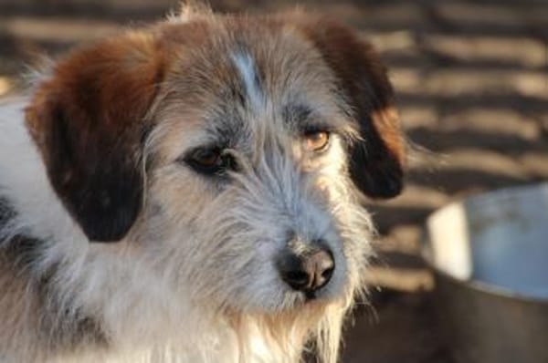 Tusko - zutraulich u. sehr lieb