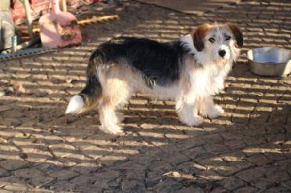 Tusko - zutraulich u. sehr lieb