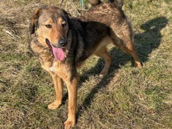 Juni - intelligent u. aufgeweckt