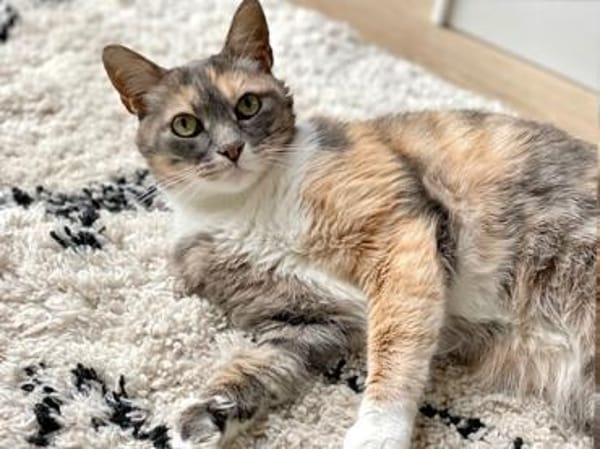 Lady sucht neue Familie