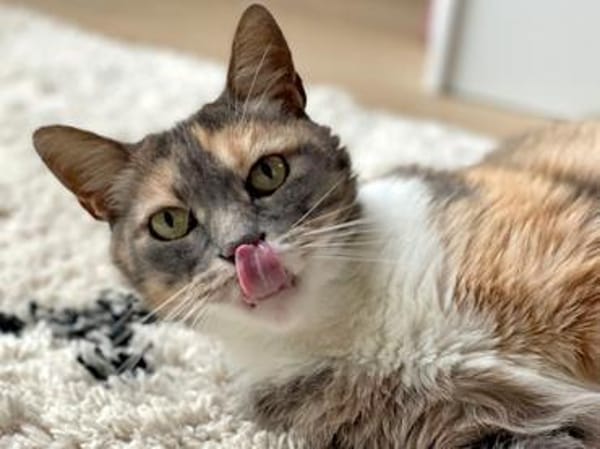 Lady sucht neue Familie