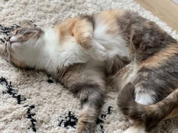 Lady sucht neue Familie