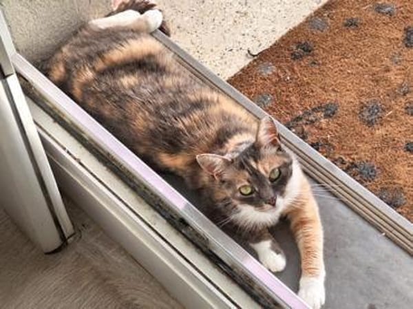 Lady sucht neue Familie