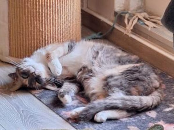 Lady sucht neue Familie