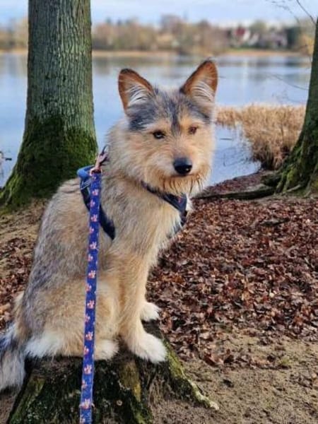 Charly - hat Köpfchen und Charakter