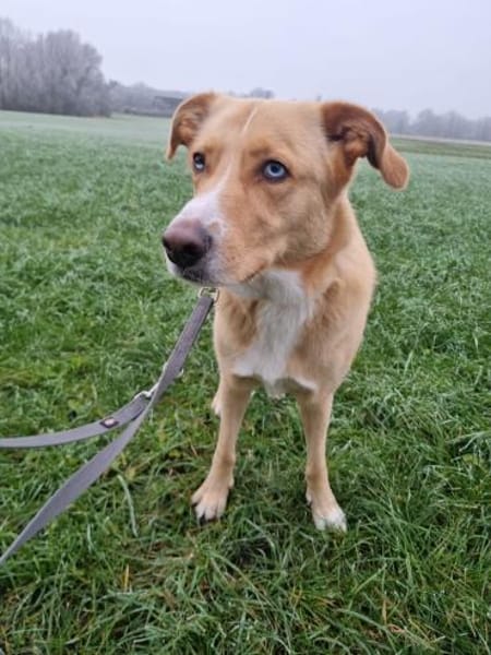 Diego aus 45659 Recklinghausen