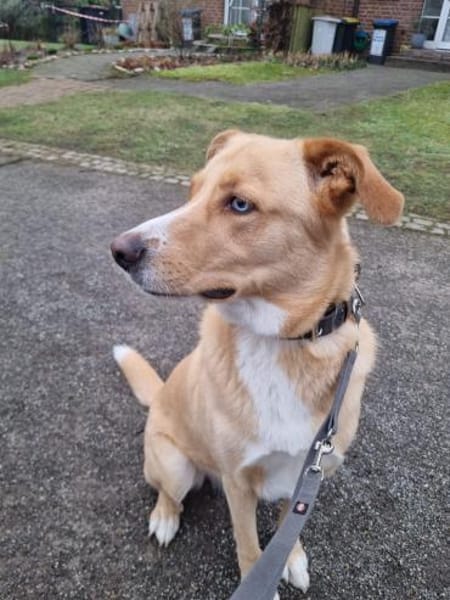 Diego aus 45659 Recklinghausen