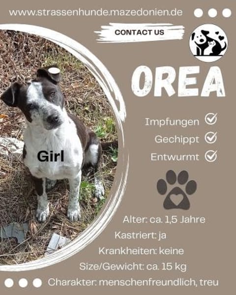 Die süße Orea sucht ihr Zuhause für imme