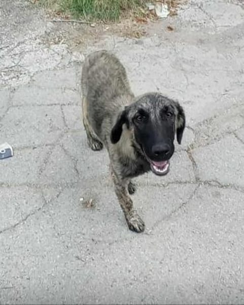 Shila wartet noch auf ihr Glück
