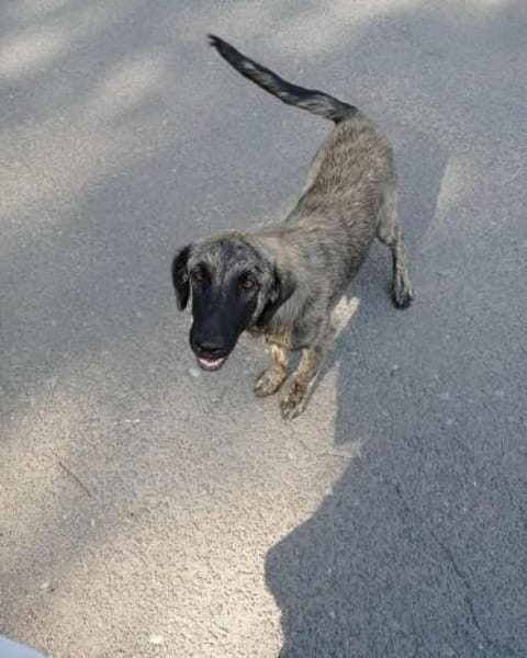 Shila wartet noch auf ihr Glück