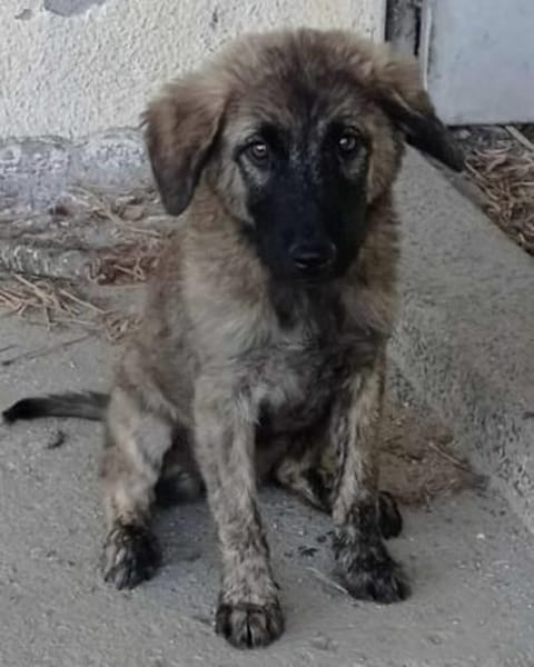Shila wartet noch auf ihr Glück
