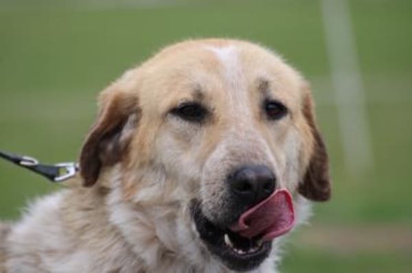 Courbet - sehr zutraulich u. liebenswert