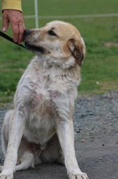 Courbet - sehr zutraulich u. liebenswert