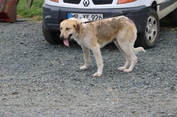 Courbet - sehr zutraulich u. liebenswert